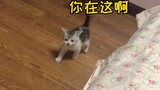 Some kittens grow up just by meowing! High cute warning!