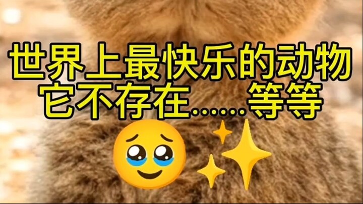 世界上最快乐的动物是不存在的……等等！🥹✨