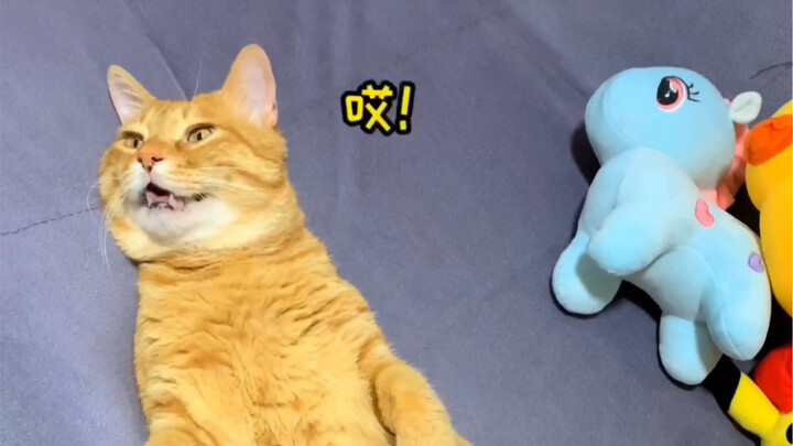 ลูกแมวแสนอบอุ่นหัวใจที่ตอบทุกคำพูดของเจ้าของอย่างอดทนแม้ในขณะที่เจ้าของง่วงนอนมาก