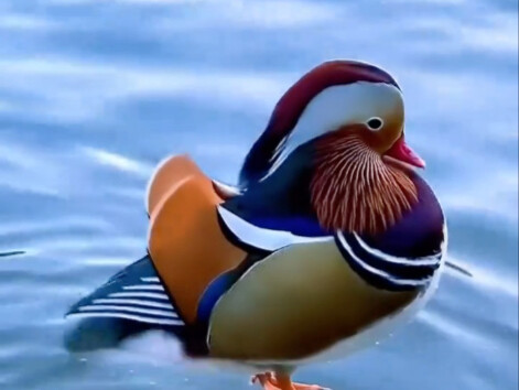 A bird’s front-facing photo is just so authoritative, isn’t it?