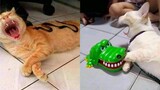Best Funny Cat Videos That Will Make You Laugh All Day Long 😂😹