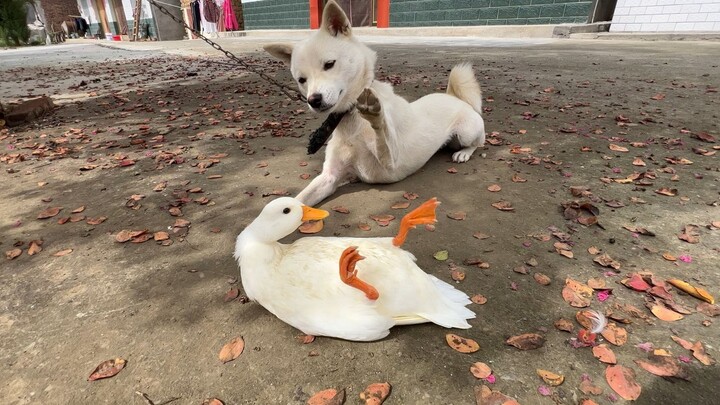 หลังจากผ่านการทดสอบมาหลายปี จริงๆ แล้วมีเพียงอันเดียวเท่านั้นที่ลุกไม่ขึ้น