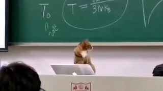 猫 ：“上课” ᶘ ͡°ᴥ͡°ᶅ