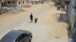 Chó con: Đừng động, đứt rồi!