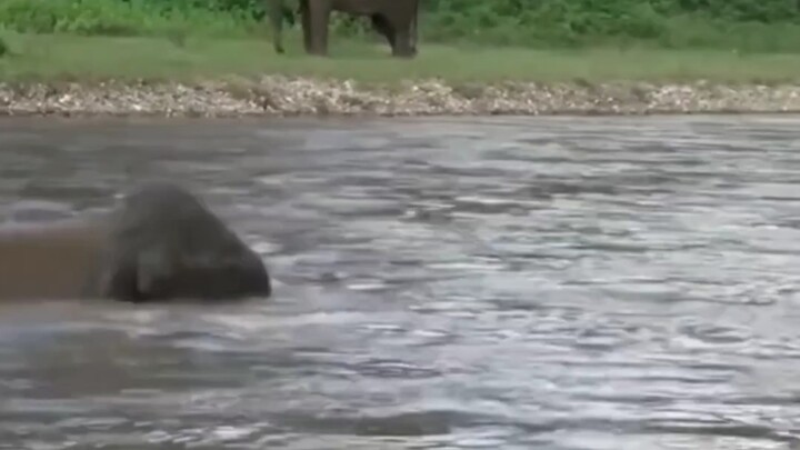 ช้างกล้าหาญช่วยเหลือผู้จมน้ำ