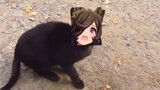 Khi Mi Yu biến thành mèo?
