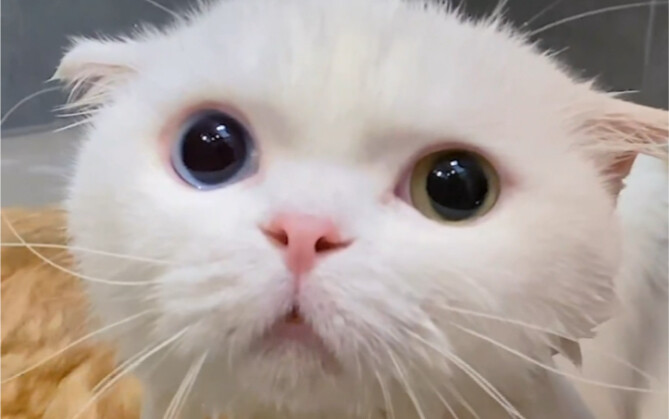 The Different Ways My Three Cats Take Baths