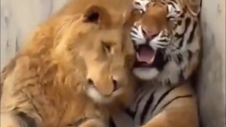 Tigers are solitary animals that value personal space, while lions are social and highly gregarious,