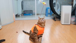 [Animals]Putting tease cat wand on their clothes?