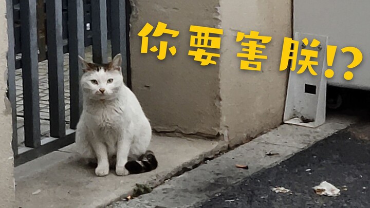 差点没猫了~