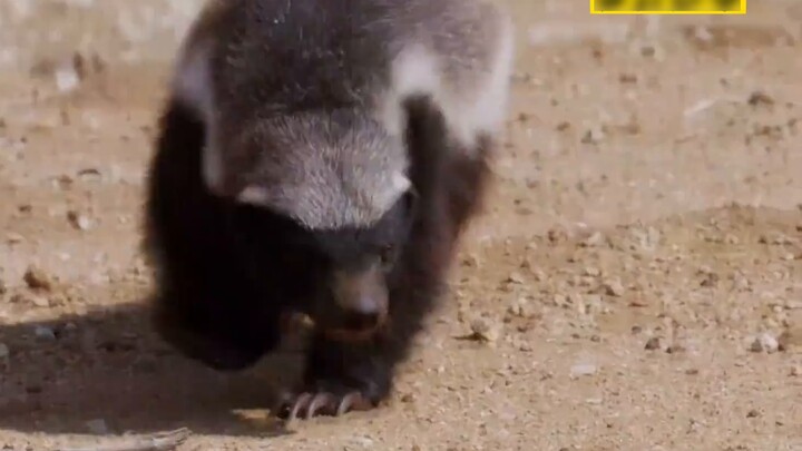 "Honey Badger: I just want to * to death, or be fucked to death by you"