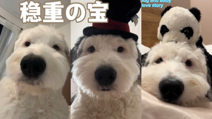 Bao adalah seekor anak anjing yang emosinya stabil. Yuk, melamun bareng Bao!