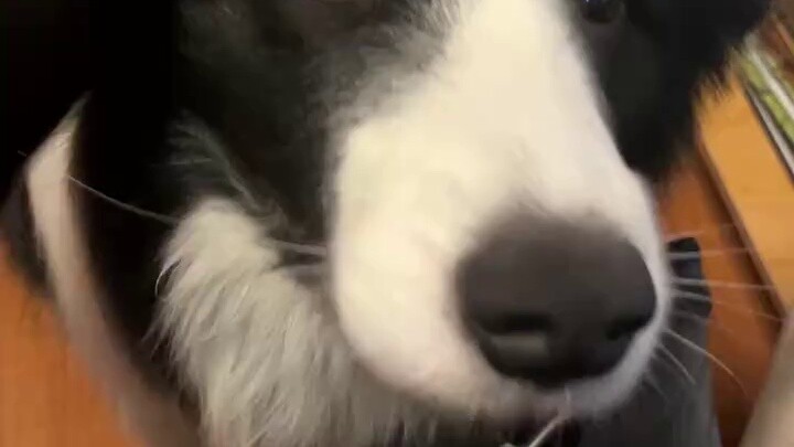 Stop suddenly while petting the dog