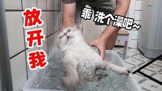 洗个猫真的比杀猪还要难吗？