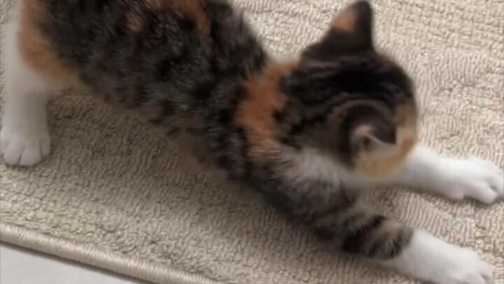 Why does the kitten scratch its claws when it sees me come home?