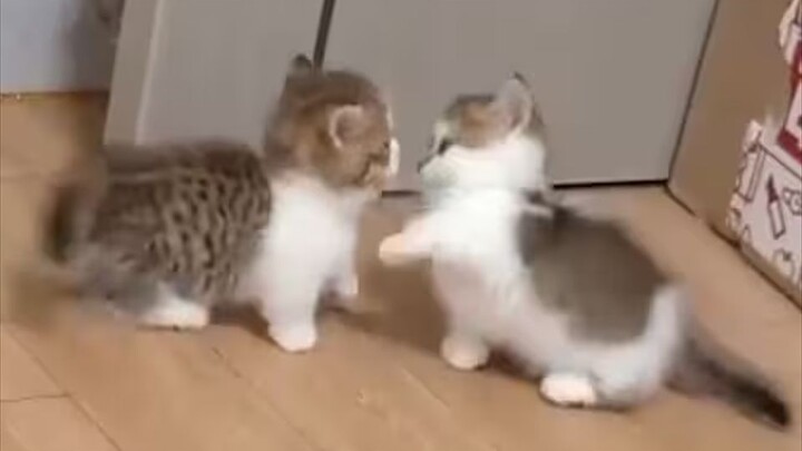 “ลูกแมวน้อยห้ามทะเลาะกัน!”