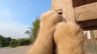Mèo: Thời tiết này, quay video thôi cũng khiến chân tôi nóng ran