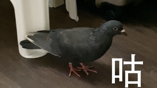 醒来时发现家里飞进来一只鸽子, 不如...