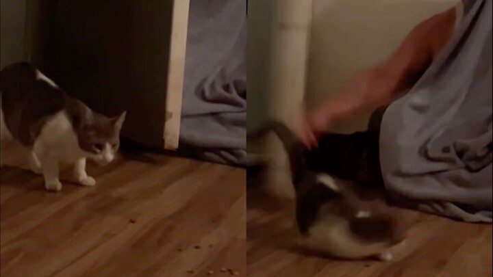 Hóa ra bắt mèo hoang đơn giản vậy à