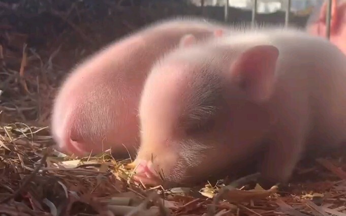 [It’s All Piglets Here] The carefree childhood of farm piglets is just too cute!