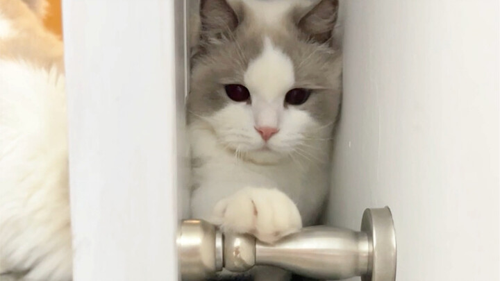 When I took advantage of the cat going in to slam the door shut.