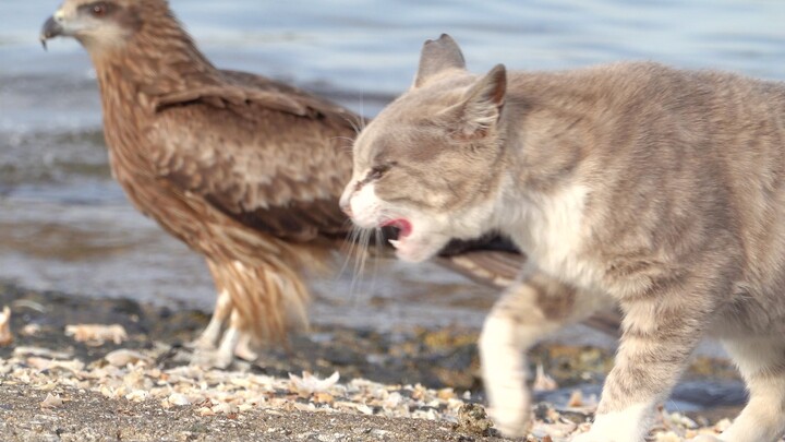 [Hewan]Burung Laut yang Memakan Makanan Kucing