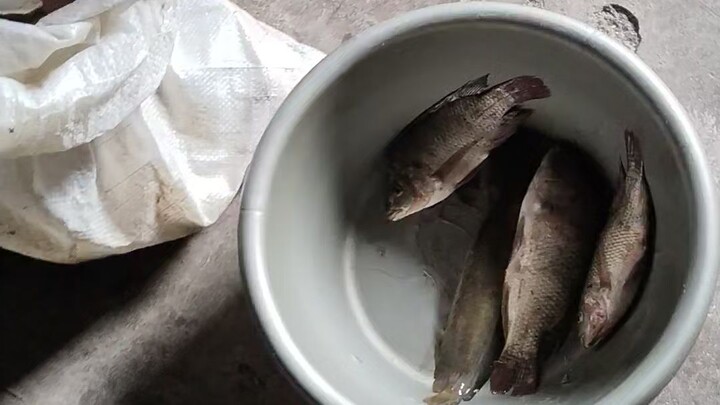 nangkap ikan pake tangan