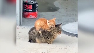 As long as my mother is here, I am not a stray cat