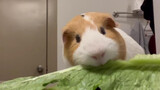 [Animals] 4 Minutes Of Guinea Pig Eating Lettuce