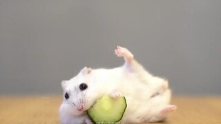 可爱的小糯米团子，吃东西的姿势也这么别致，想rua！