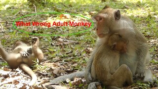 Jane Wonder With This Adult Monkey, Happy To See Jane Nurse Baby, Janet Get Warm Care Today
