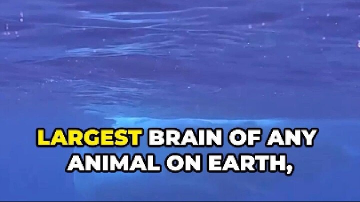 Sperm Whales: Giants With the Largest Brains