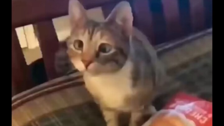 Bạn có muốn ăn khoai tây chiên không?