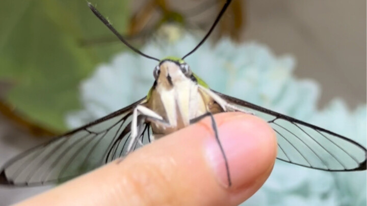 Alternatif burung kolibri! Rasakan sensasi memelihara burung kolibri～
