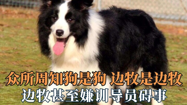As everyone knows, a dog is a dog, and a Border Collie is a Border Collie—those pups sure have a lot