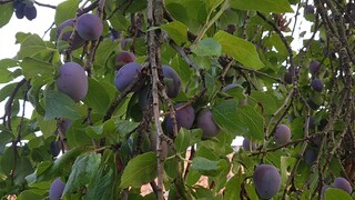 พาเก็บลูกพลัมป่าดกมากๆเก็บแบล็คเบอร์รี่ในป่าต่างแดน Picking Plums on the trees