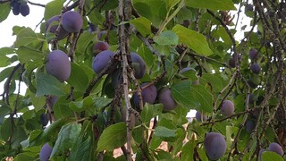 พาเก็บลูกพลัมป่าดกมากๆเก็บแบล็คเบอร์รี่ในป่าต่างแดน Picking Plums on the trees