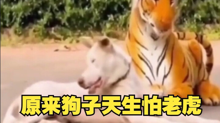 Ternyata hewan peliharaan secara alami takut pada harimau!