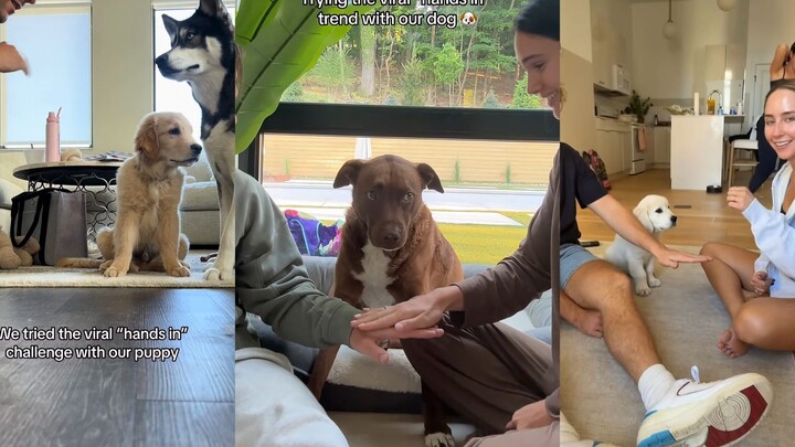 从狗狗抬手那一刻，心都要化了