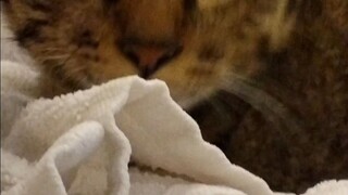 kitty cat