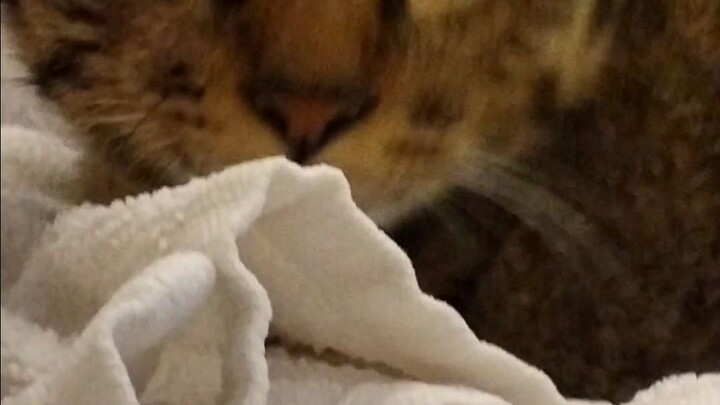 kitty cat