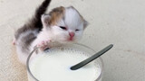What can you do if you have a hungry kitten?