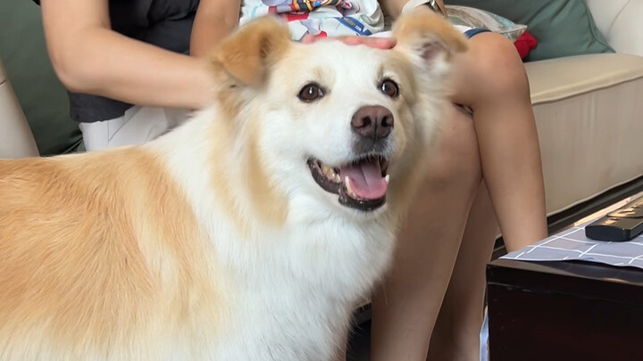 Even puppies get jealous.