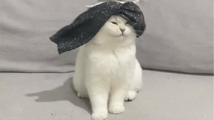 ทดสอบความว่องไวของแมวด้วยถุงเท้า! ขำตายเลย!