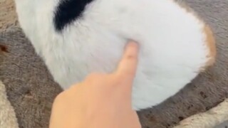 Kucing yang cerdas