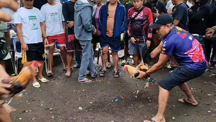 pang 2 hits sana tinamad lang mag Punta sa malaking sabungan.....talisay