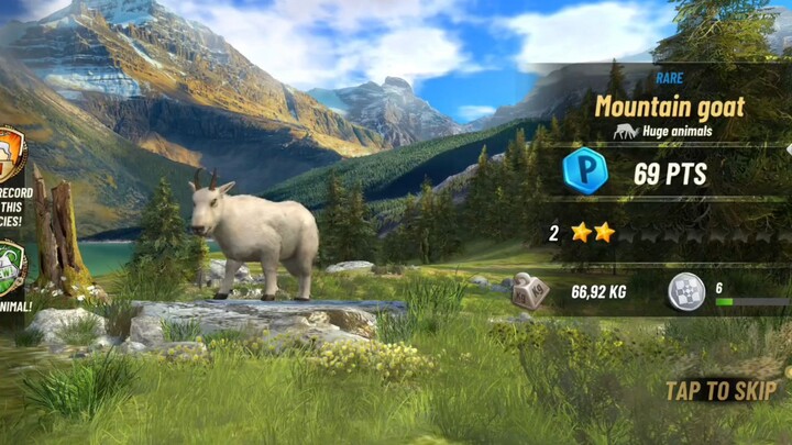 Berburu Mountain goat hampir 70kg gays 😱