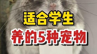 Peringatan imut tingkat tinggi! Lima jenis hewan peliharaan unik yang sangat cocok untuk para pelaja