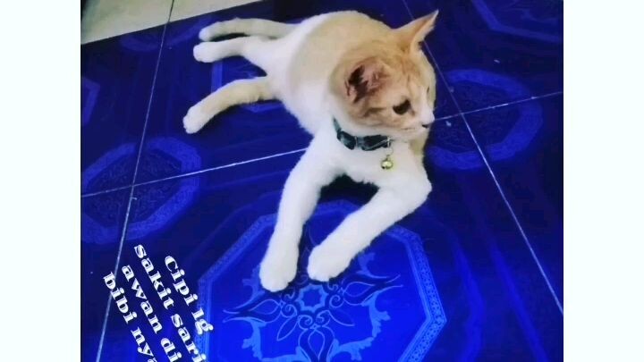 Kucing sipi