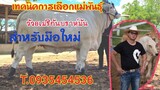 #การเลือกแม่พันธุ์วัวบราห์มันเลือดร้อยกับบรีดเดอร์ดังของเมืองไทย